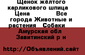 Щенок жёлтого карликового шпица  › Цена ­ 50 000 - Все города Животные и растения » Собаки   . Амурская обл.,Завитинский р-н